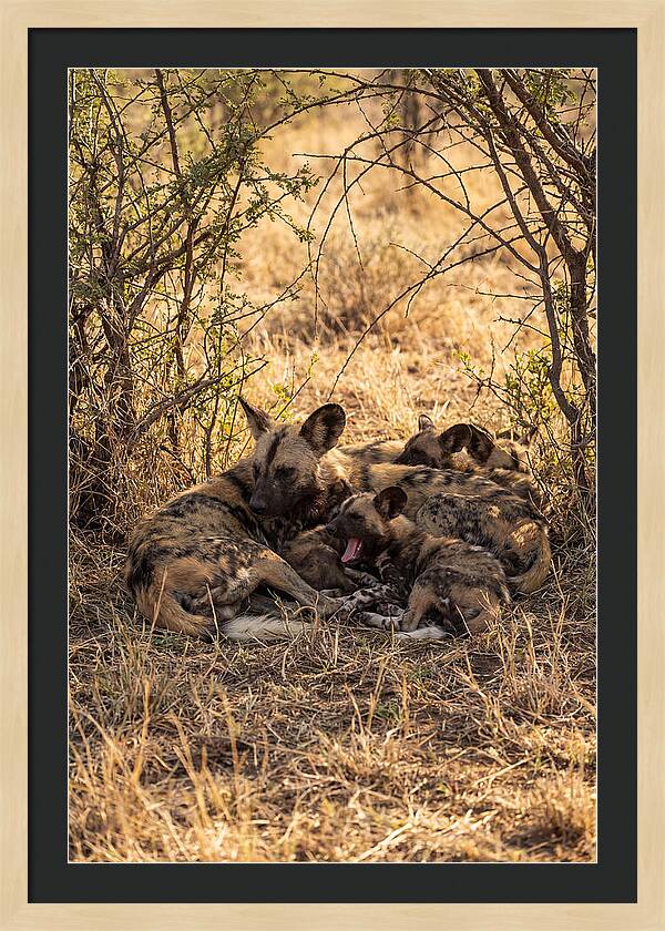 Resting African Wild Dog Pack