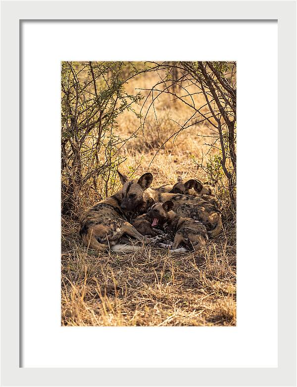 Resting African Wild Dog Pack