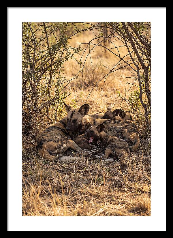 Resting African Wild Dog Pack