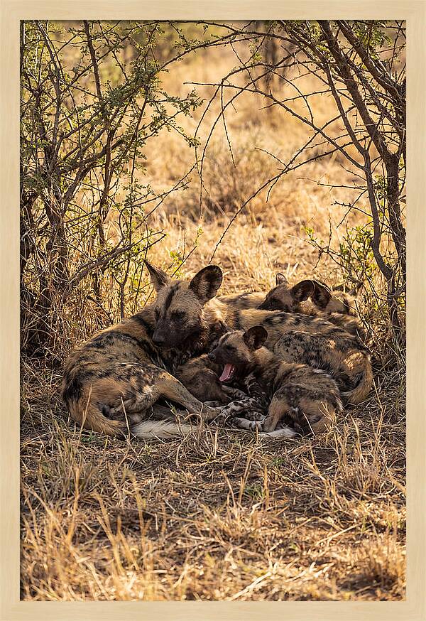 Resting African Wild Dog Pack