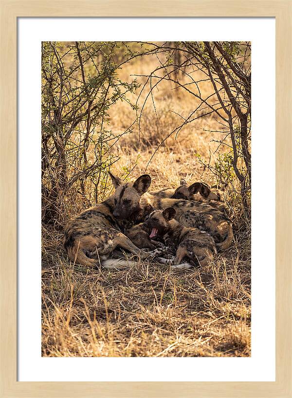 Resting African Wild Dog Pack