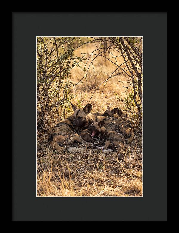 Resting African Wild Dog Pack