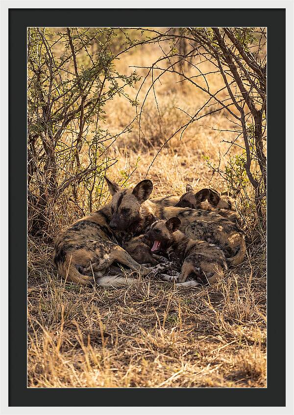 Resting African Wild Dog Pack