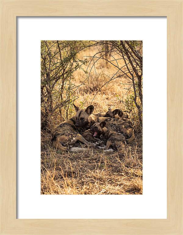 Resting African Wild Dog Pack