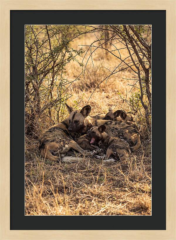 Resting African Wild Dog Pack