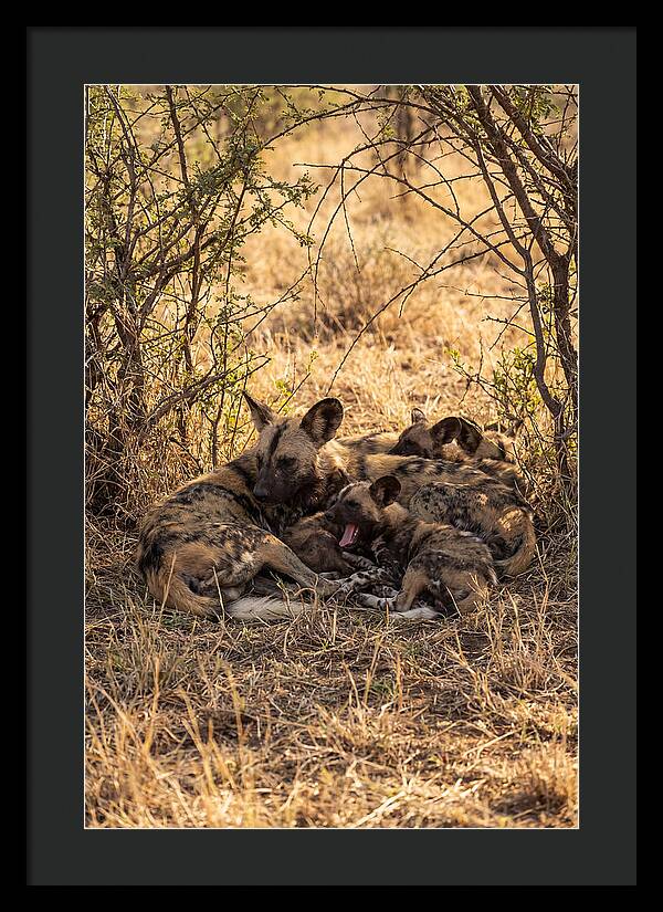 Resting African Wild Dog Pack
