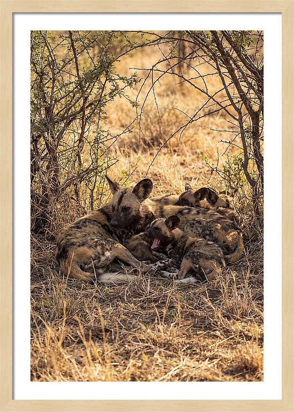 Resting African Wild Dog Pack