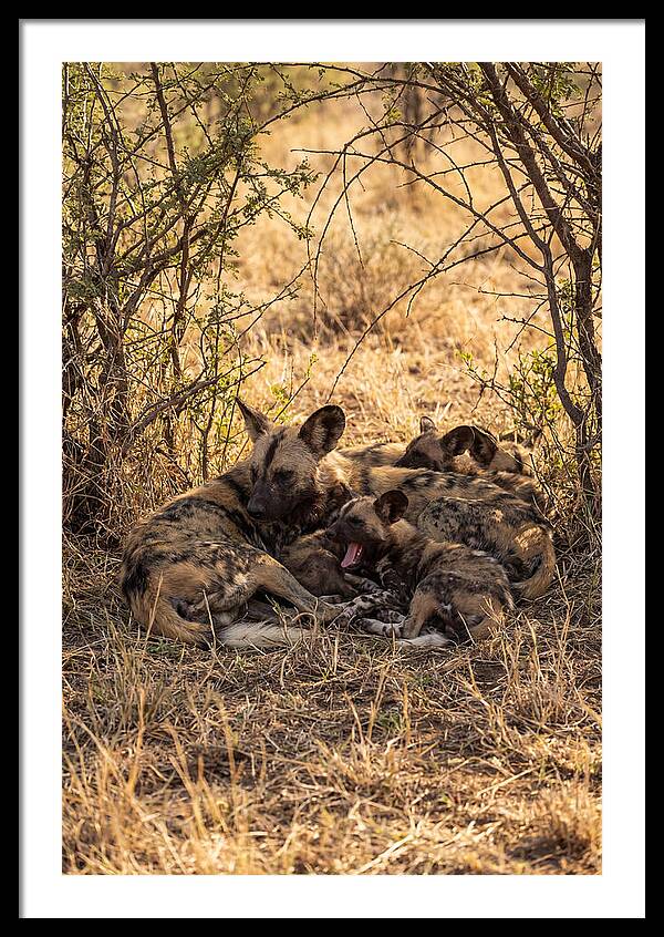 Resting African Wild Dog Pack