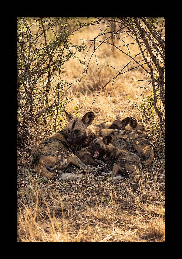 Resting African Wild Dog Pack