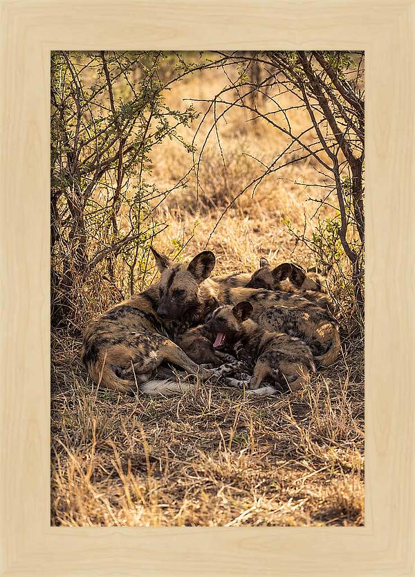 Resting African Wild Dog Pack