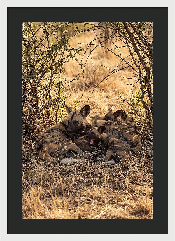 Resting African Wild Dog Pack