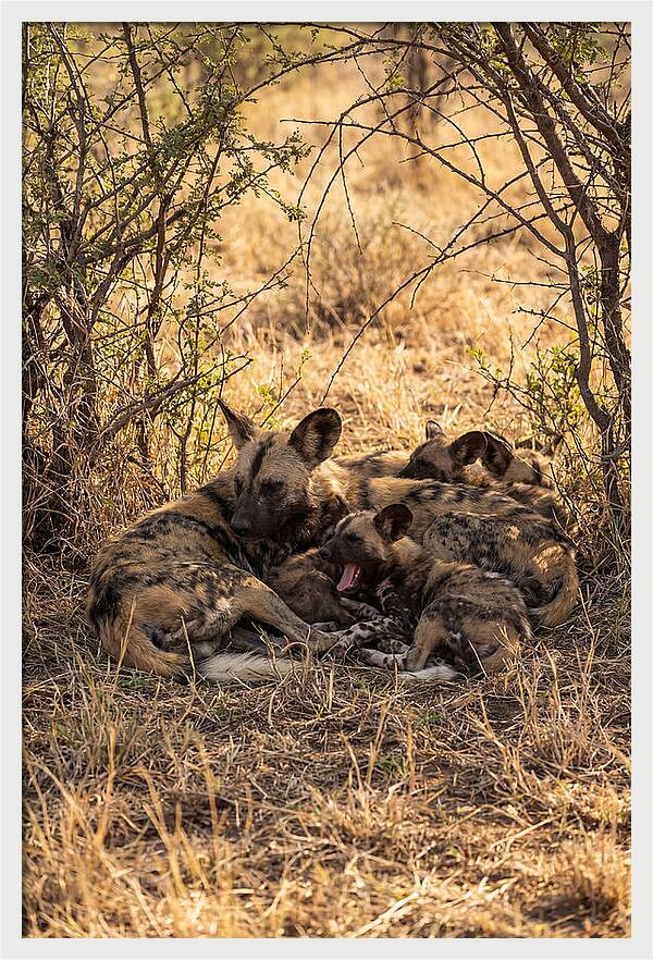 Resting African Wild Dog Pack