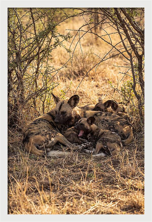 Resting African Wild Dog Pack