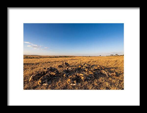 Resting African Wild Dogs