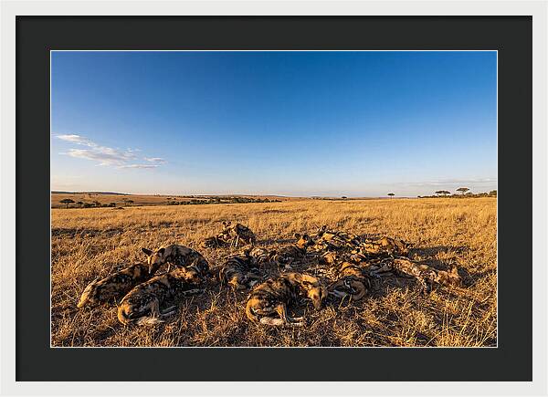 Resting African Wild Dogs