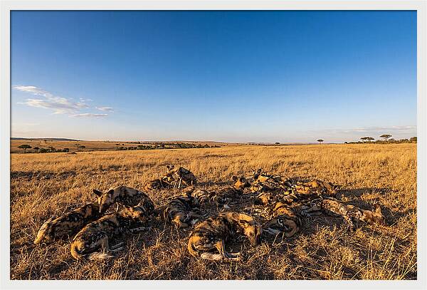 Resting African Wild Dogs