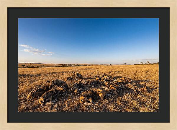 Resting African Wild Dogs