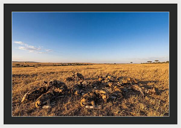 Resting African Wild Dogs