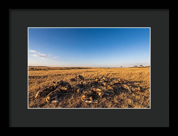 Resting African Wild Dogs