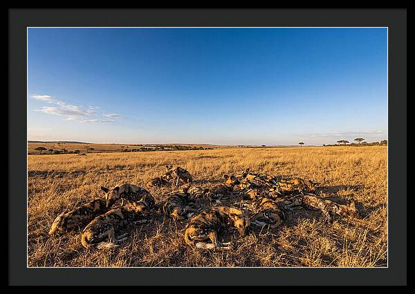 Resting African Wild Dogs