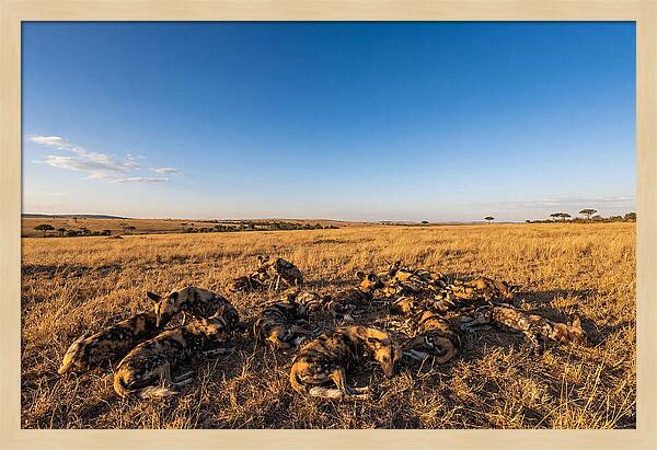 Resting African Wild Dogs