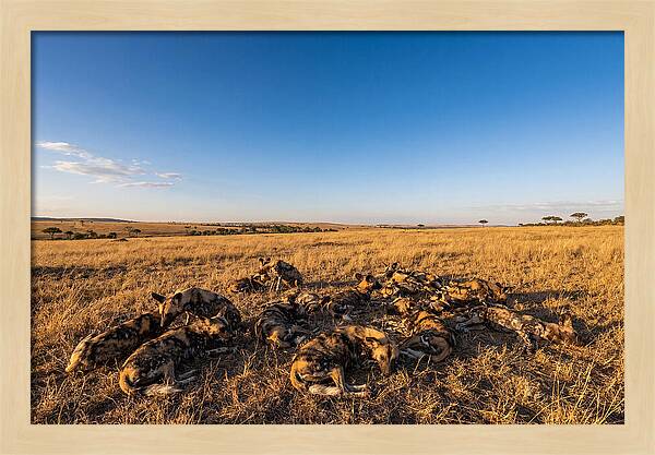 Resting African Wild Dogs