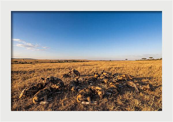 Resting African Wild Dogs