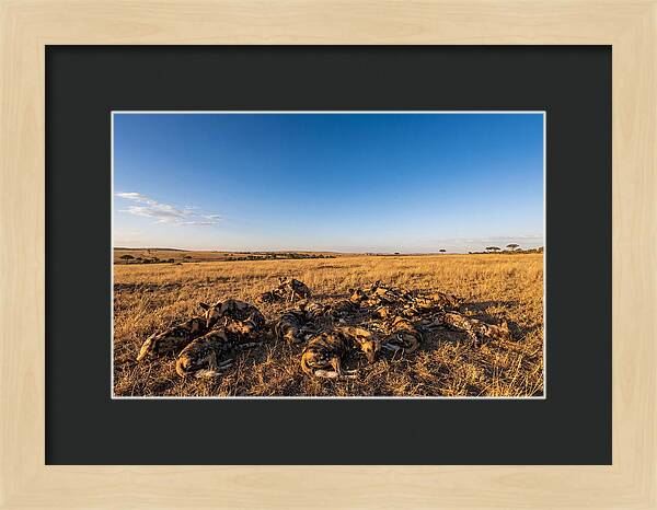Resting African Wild Dogs