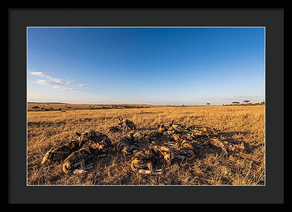 Resting African Wild Dogs
