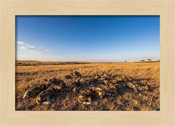 Resting African Wild Dogs