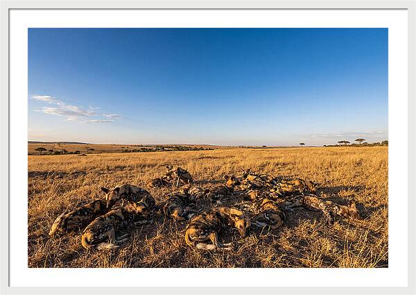 Resting African Wild Dogs