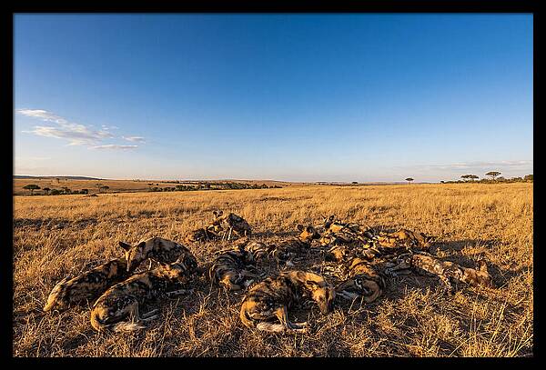 Resting African Wild Dogs