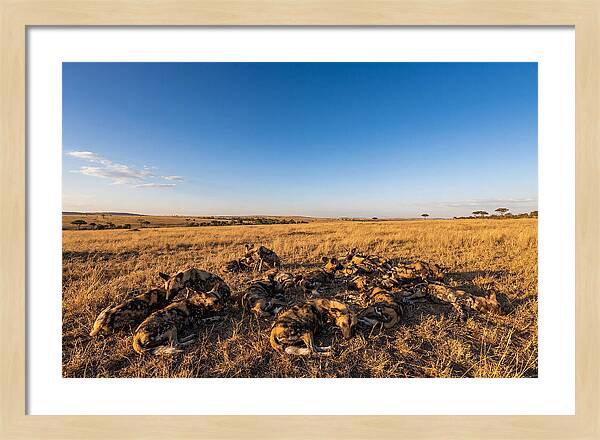 Resting African Wild Dogs