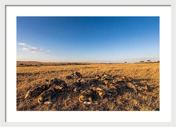 Resting African Wild Dogs