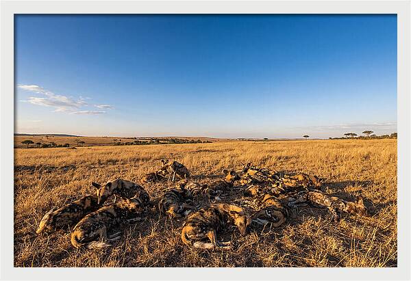 Resting African Wild Dogs