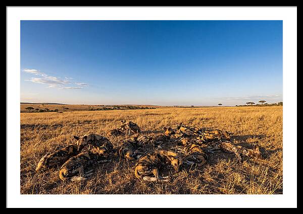 Resting African Wild Dogs