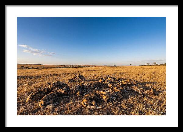 Resting African Wild Dogs