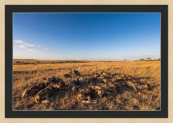 Resting African Wild Dogs