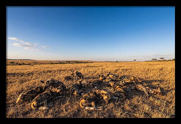 Resting African Wild Dogs