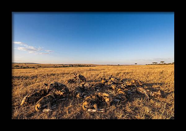 Resting African Wild Dogs