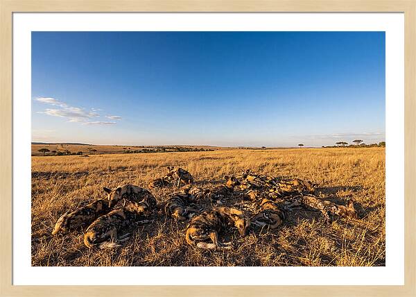 Resting African Wild Dogs