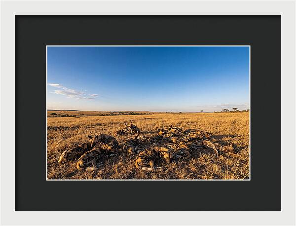 Resting African Wild Dogs