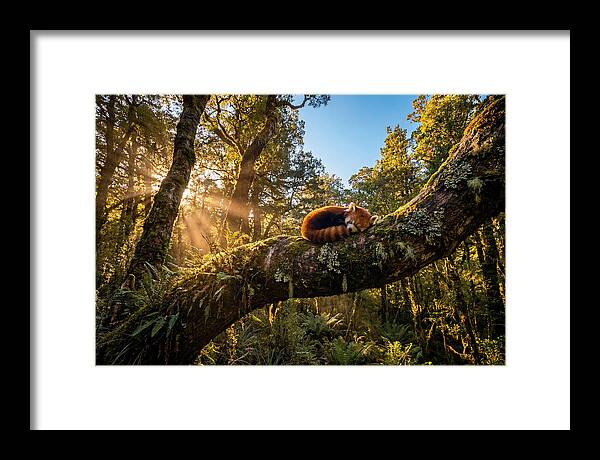Resting Red Panda In Nature