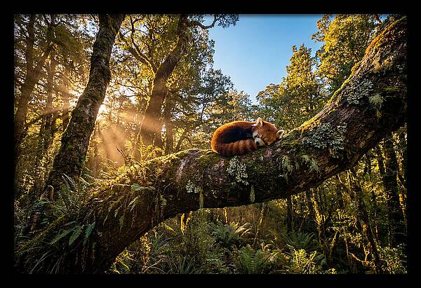Resting Red Panda In Nature