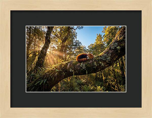Resting Red Panda In Nature