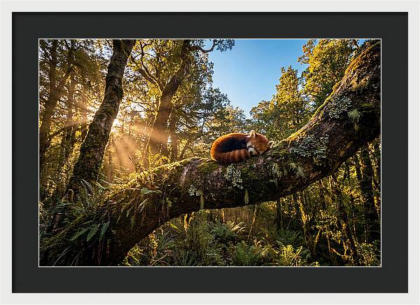 Resting Red Panda In Nature