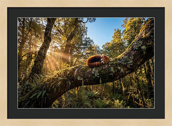 Resting Red Panda In Nature