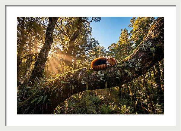 Resting Red Panda In Nature