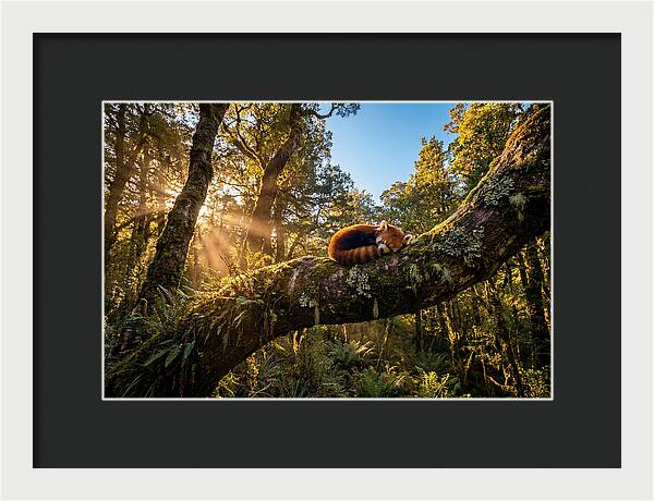 Resting Red Panda In Nature