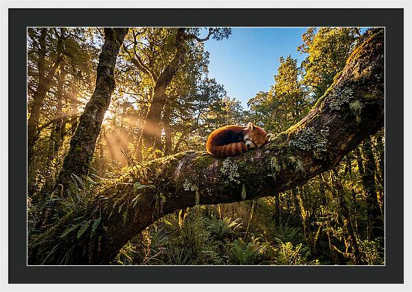 Resting Red Panda In Nature